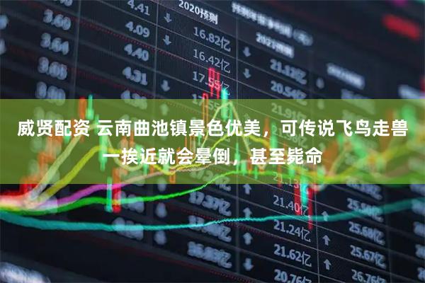 威贤配资 云南曲池镇景色优美,可传说飞鸟走兽一挨近就会晕倒,甚至毙命